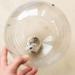 Roam Small Pet Exercise Ball