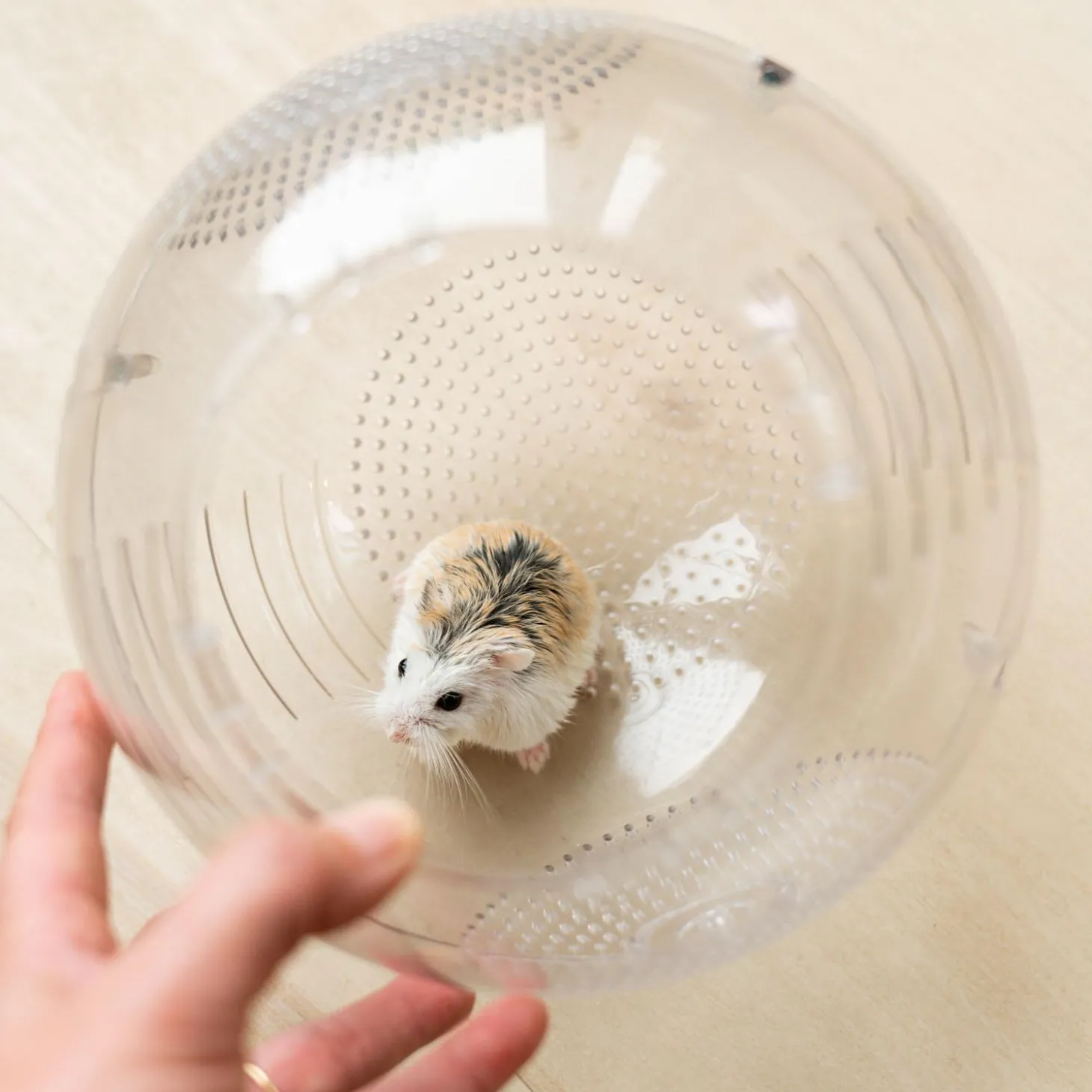 Roam Small Pet Exercise Ball