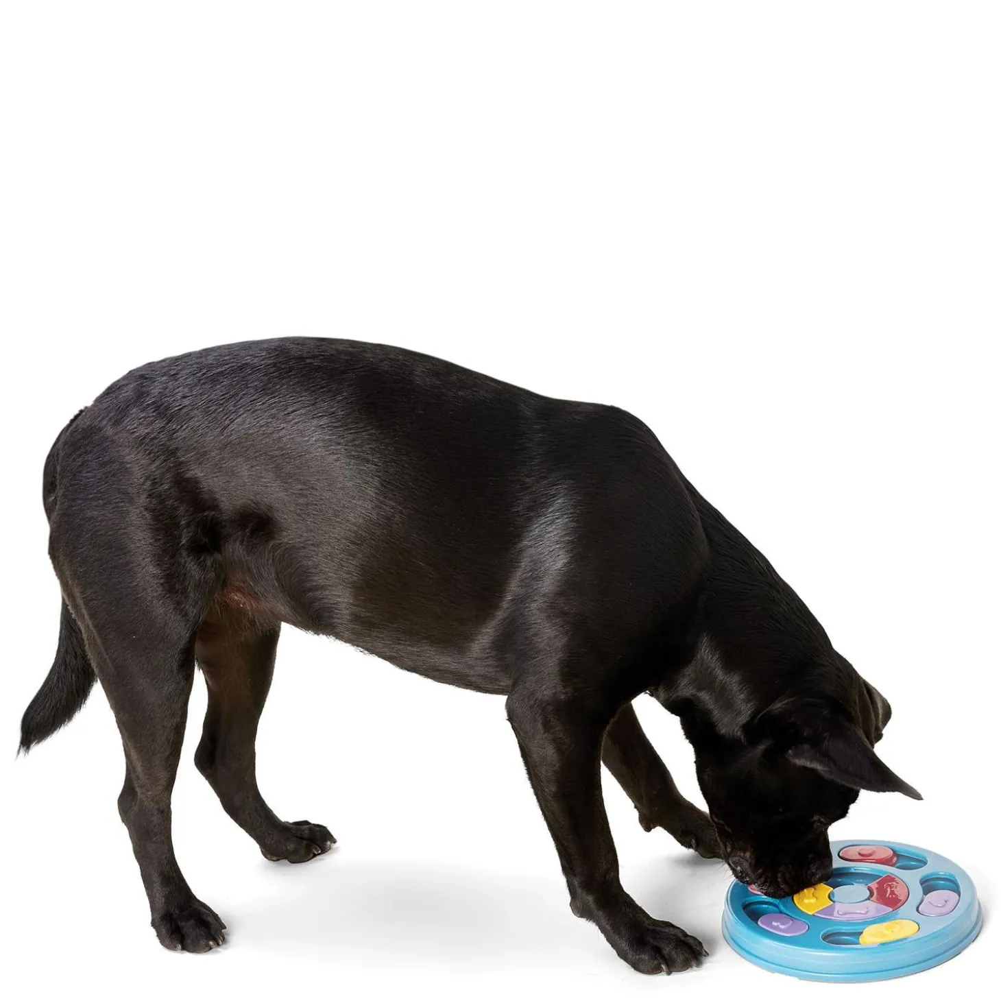 Round Puzzle Dog Toy