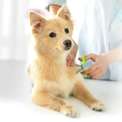 Rounded Tip Shear Scissors