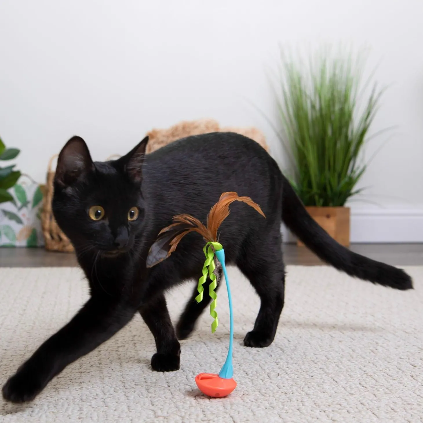 Rowdy Rocker Cat Toy