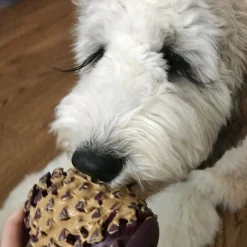 Rubber Pinecone Dog Toy