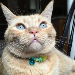 Safe Cat Fashion Adjustable Breakaway Lime Teal Scales Cat Collar