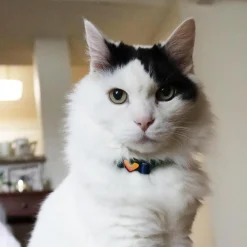 Safe Cat Heartbreaker Pastel Rainbow Adjustable Breakaway Cat Collar