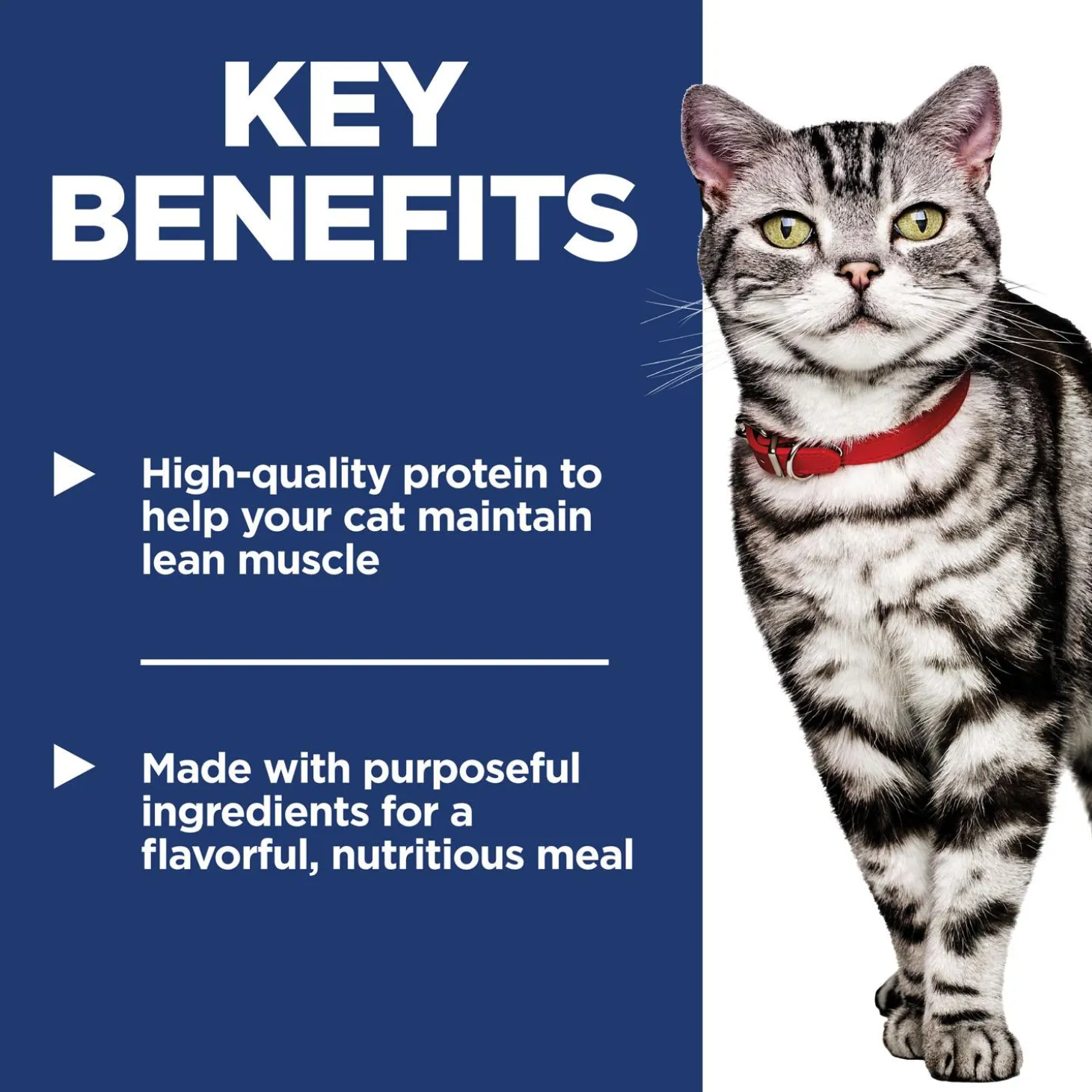 Salmon & Vegetables Stew Indoor Adult Cat Food