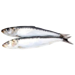 Sardines