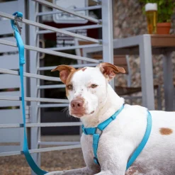 SlideLock Pet S-Biner