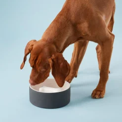 Slow Feed Black Bowl