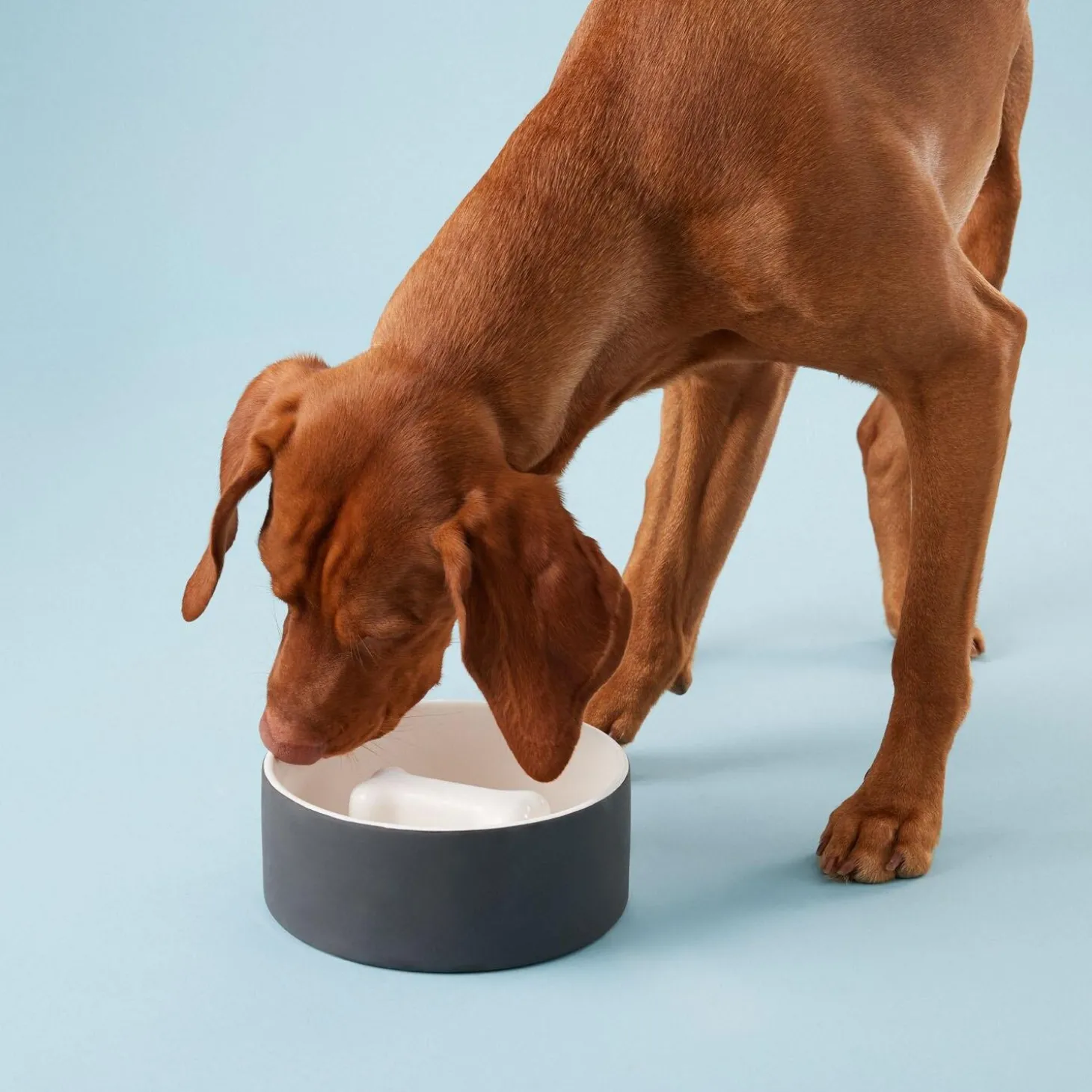 Slow Feed Black Bowl