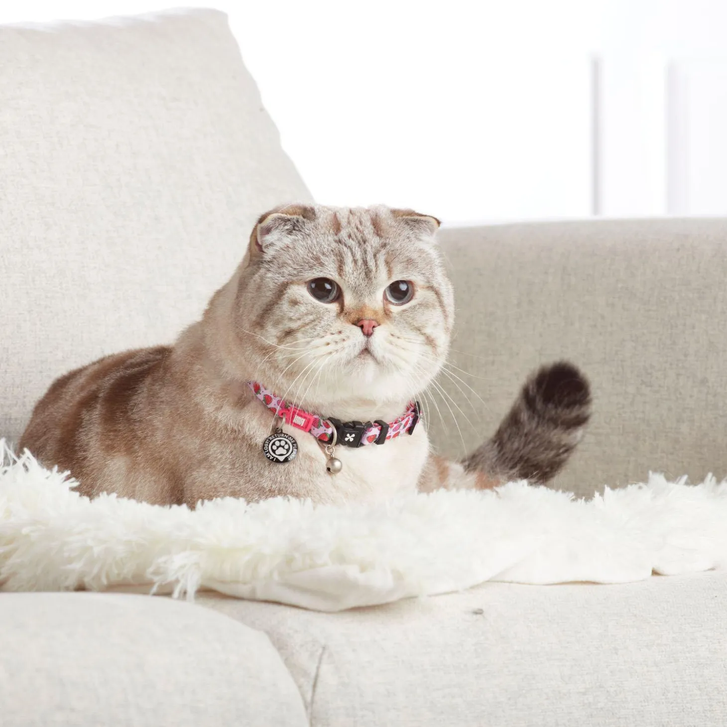 Smart ID Strawberry Dream Cat Collar