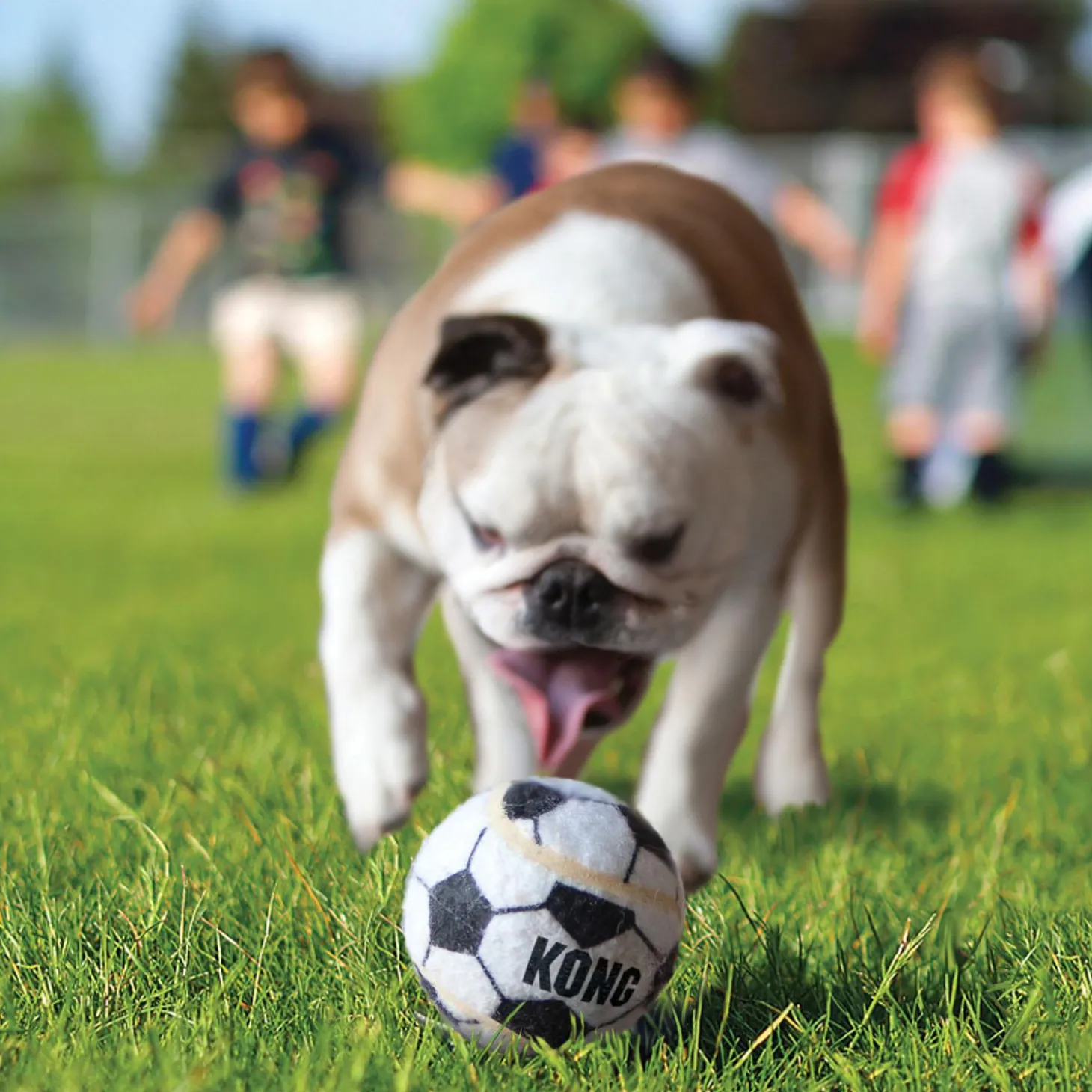 Sport Balls 3 Pack Dog Toys