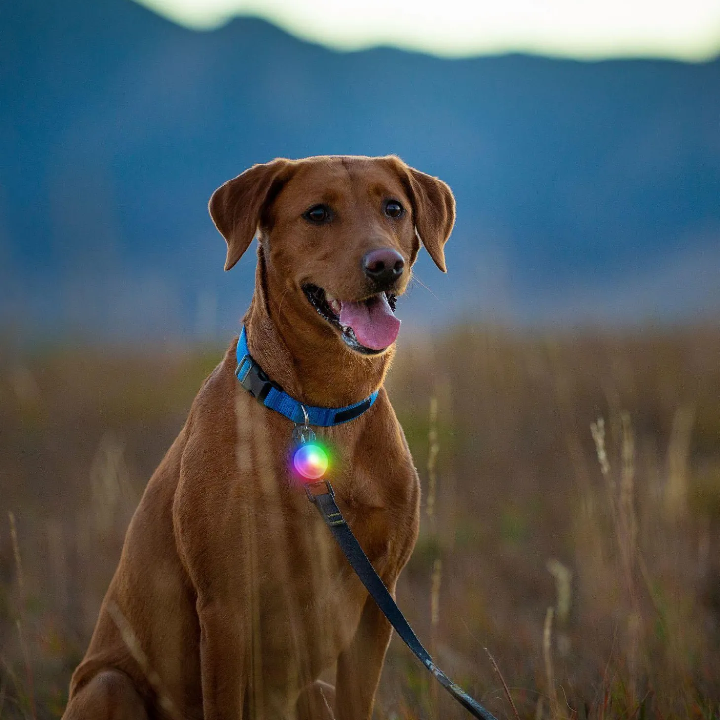 SpotLit Rechargeable Disc-O Tech Collar Light