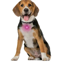 SpotLit Rechargeable LED Assorted Colours Collar Light