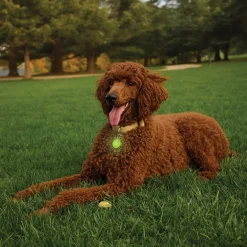 SpotLit Rechargeable LED Assorted Colours Collar Light