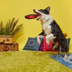 Sqeakadelic Tune Dog Toy