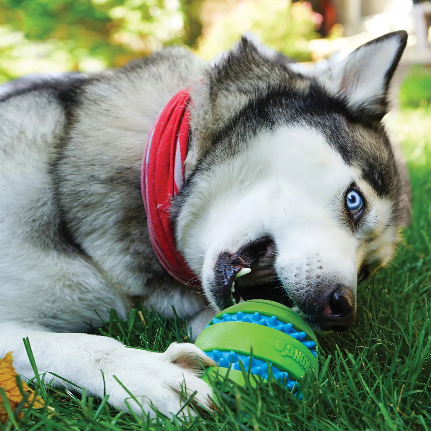 Squeezz Goomz Ball Dog Toy