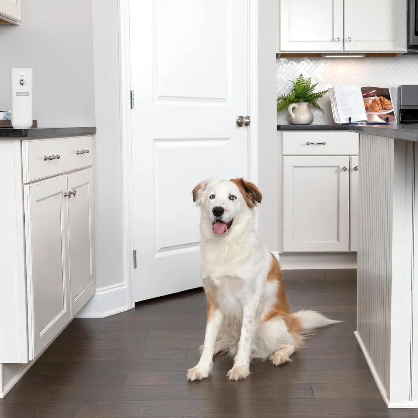 SSSCAT Automatic Spray Pet Deterrent