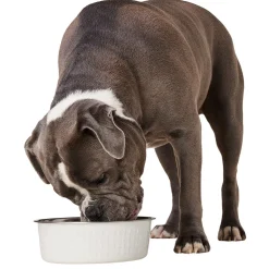 Stainless Steel White Dog Bowl