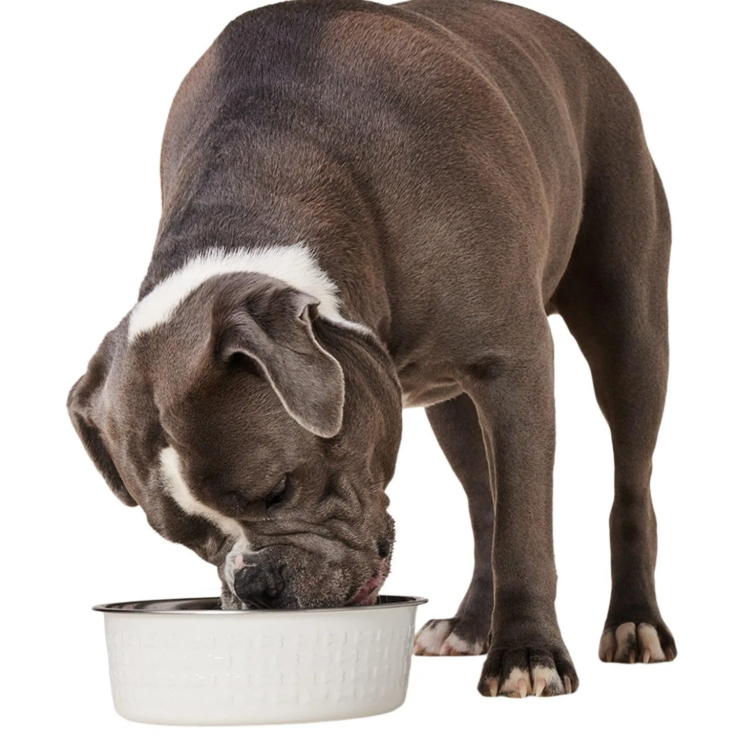 Stainless Steel White Dog Bowl