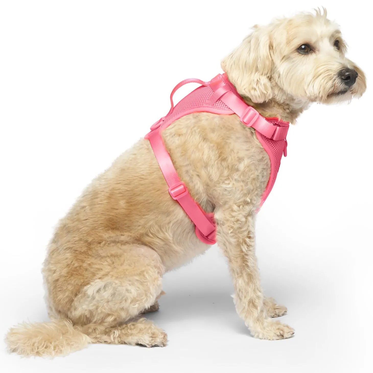 The Everything Mesh Neon Pink Dog Harness