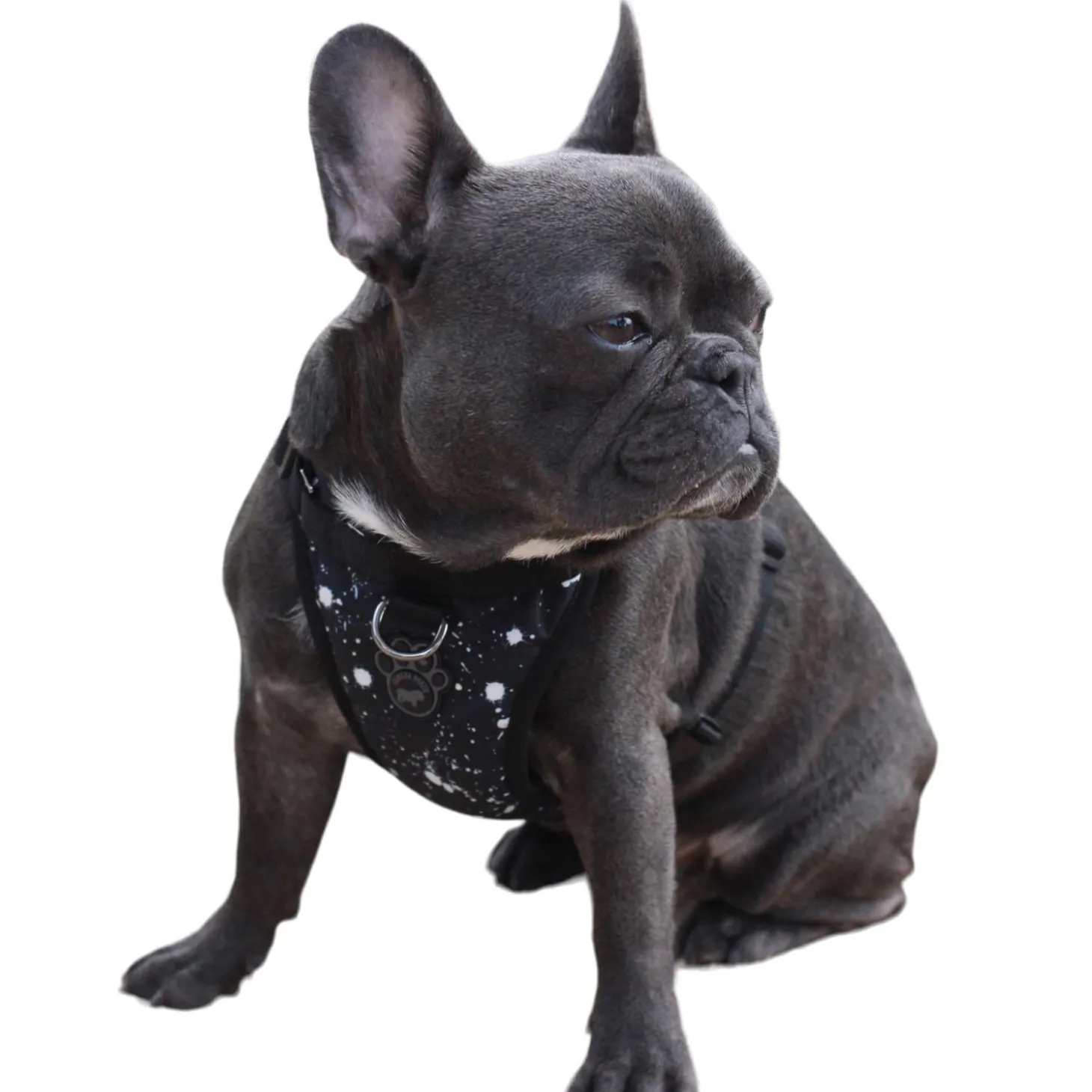 The Everything Water-Resistant Harness Splatter