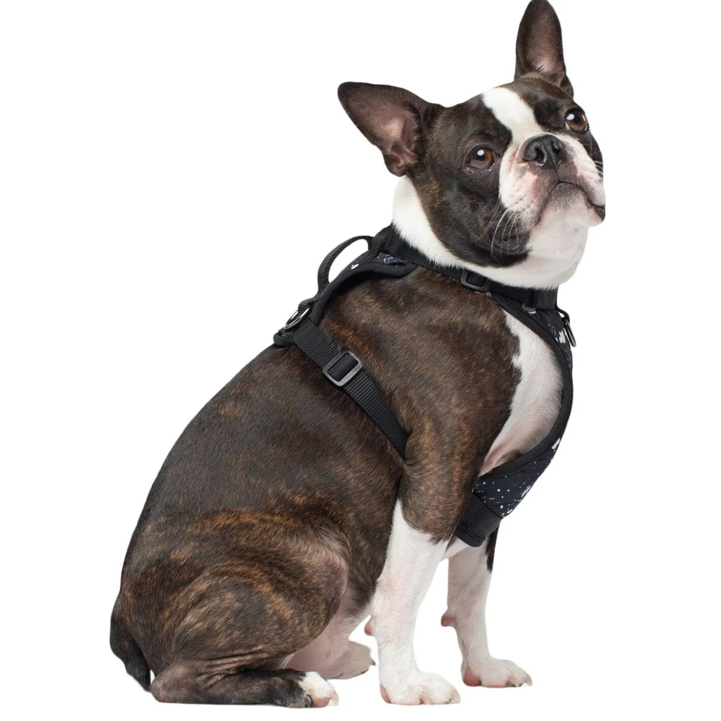 The Everything Water-Resistant Harness Splatter