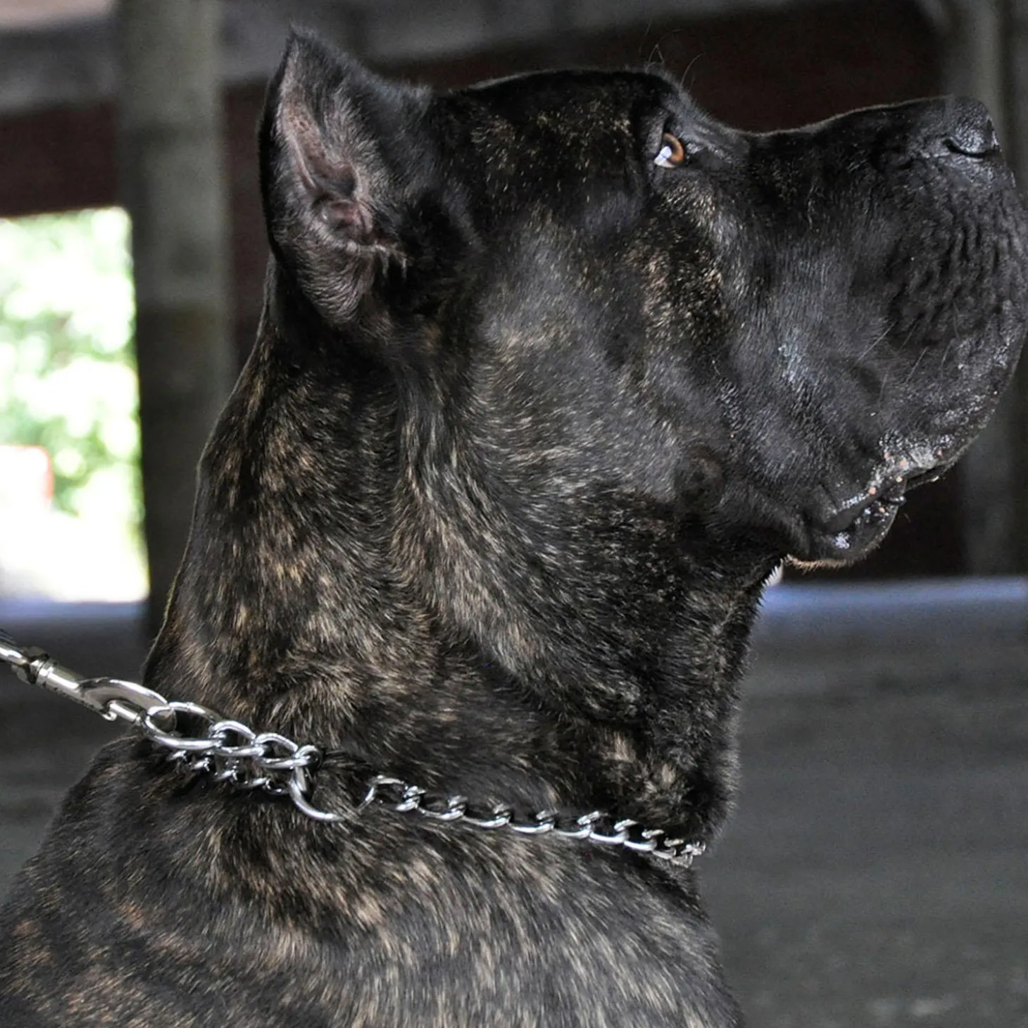 Titan Chain Training Heavy Dog Collar 3mm