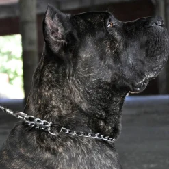 Titan Chain Training Medium Dog Collar 2.5mm