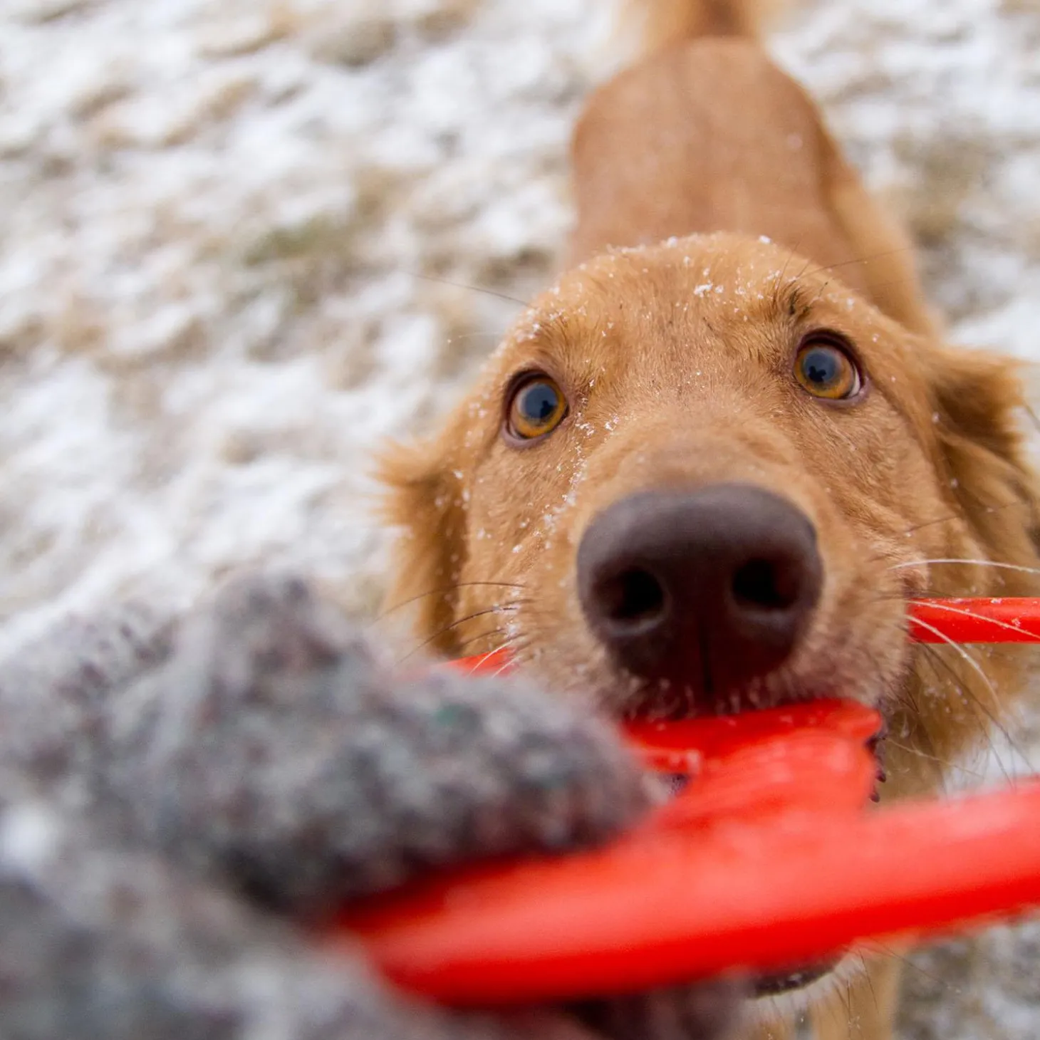 Toss-N-Tug Ring Dog Toy