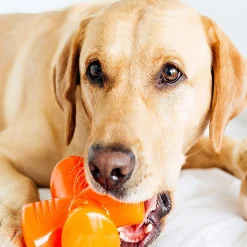Treat Stuffer Dog Toy