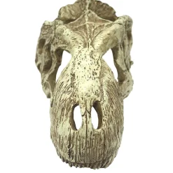 T-Rex Skull