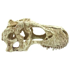 T-Rex Skull