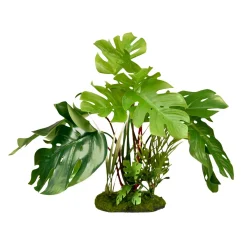 Tropical Gardens Split Green Leaf Philodendron