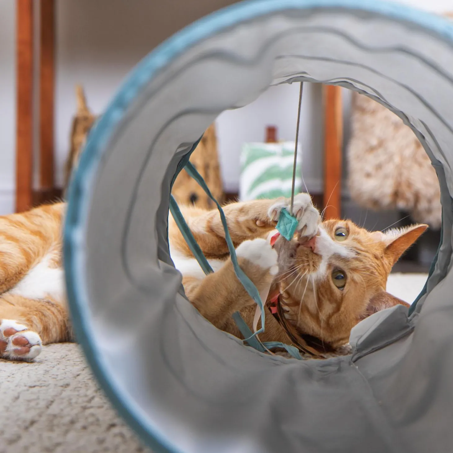 Twinkle Tube Cat Tunnel