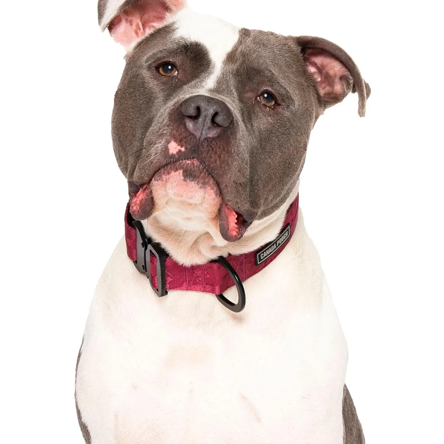 Utility Purple Camo Dog Collar