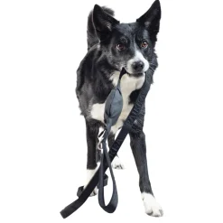 Visibility Black Dog Leash