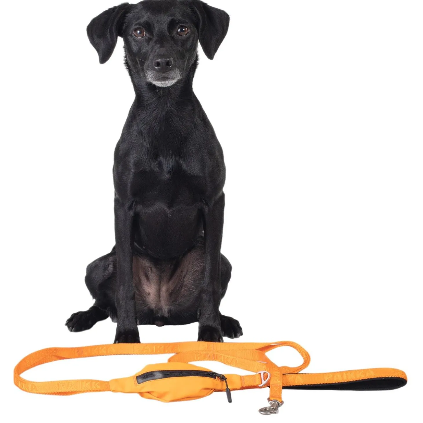 Visibility Orange Dog Leash