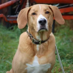 Water and Woods Waterproof Hound Dog Collar Green