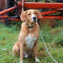 Water and Woods Waterproof Hound Dog Collar Green