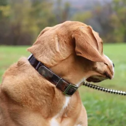 Water and Woods Waterproof Hound Dog Collar Green