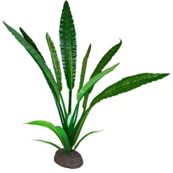 Water Trumpet Betta Plant