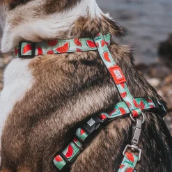 Watermelon Dog H-Harness