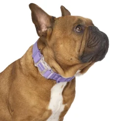 Waterproof Lavender Dog Collar