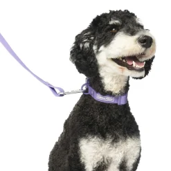 Waterproof Lavender Dog Collar