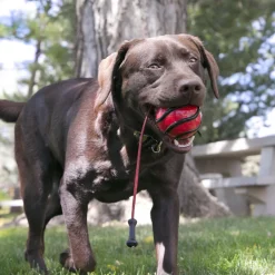 Wavz Bunjiball Assorted Colours Dog Toy