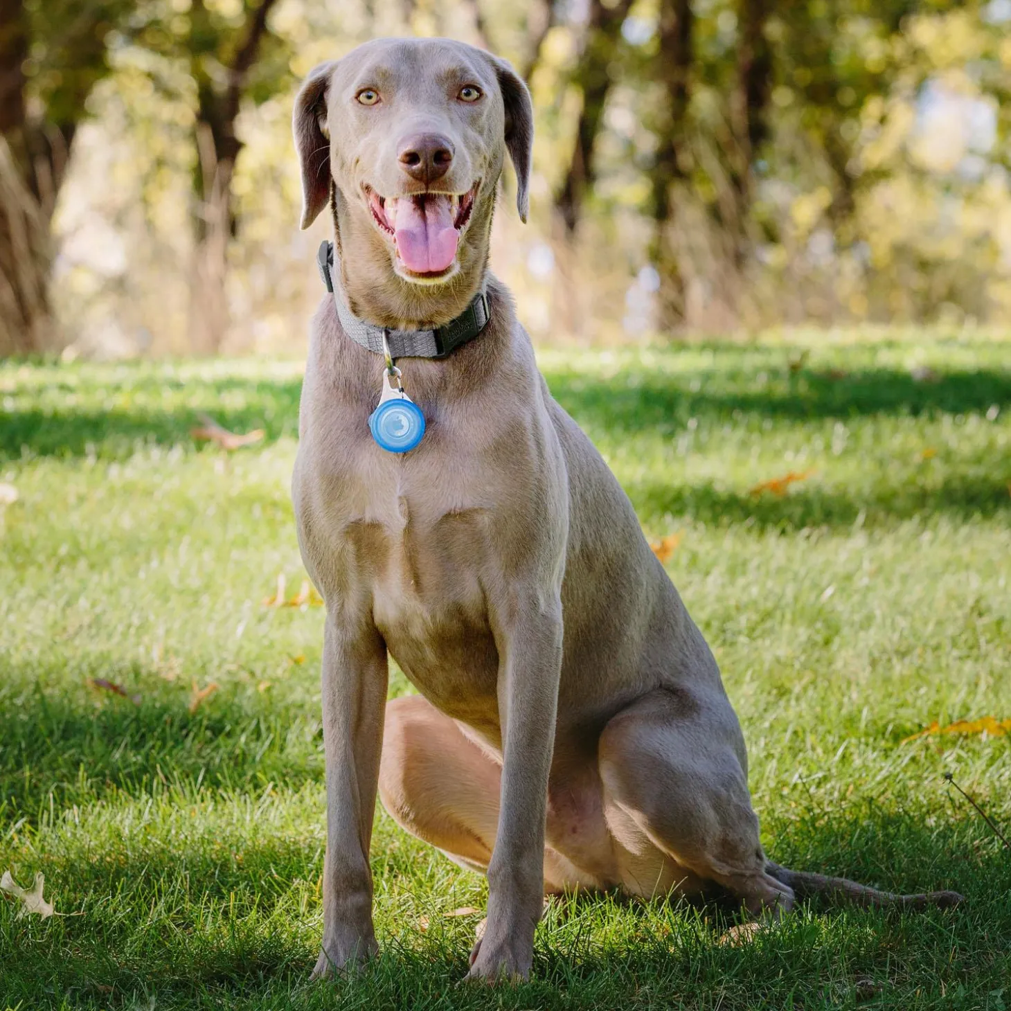 WearAbout Blue Clippable Tracker Holder