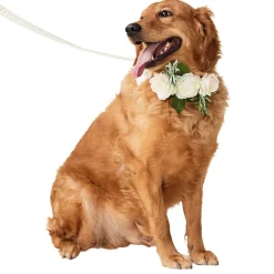 Wedding Ivory Dog Collar & Leash Set