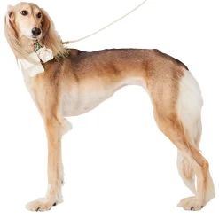 Wedding Ivory Dog Collar & Leash Set