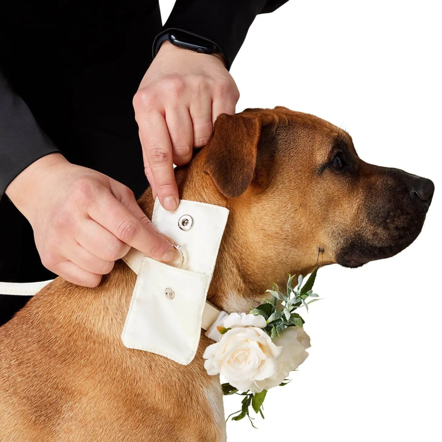 Wedding Ivory Dog Collar & Leash Set
