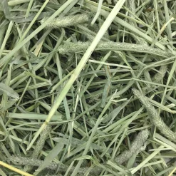Western Timothy Hay Bulk